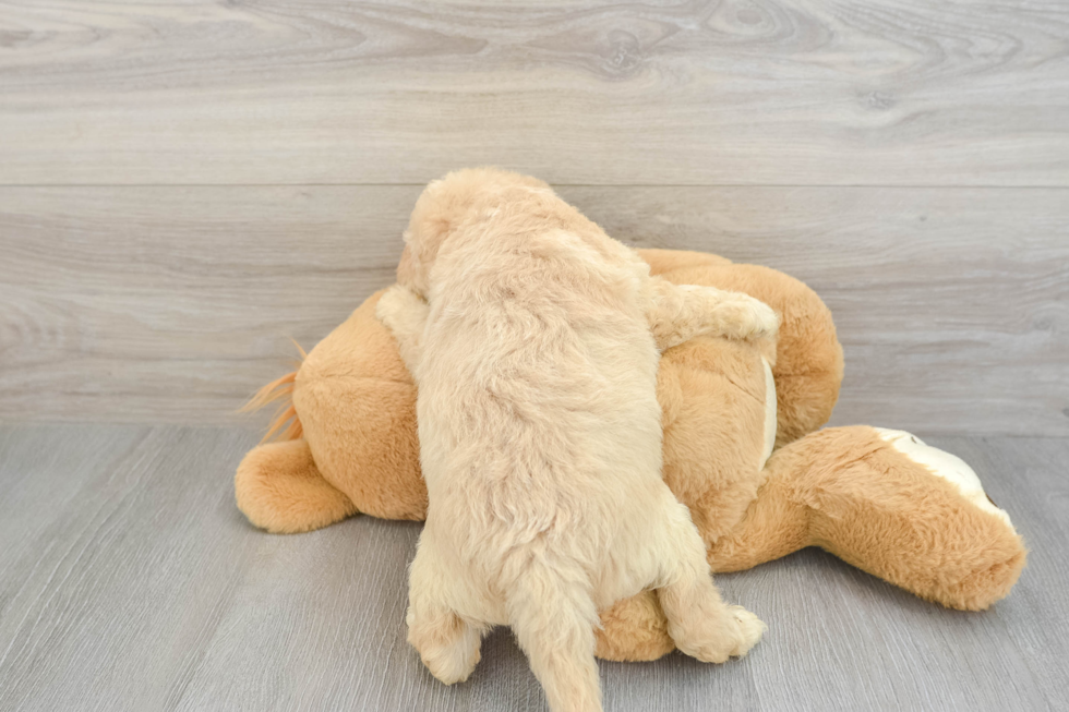 Cute Mini Labradoodle Baby