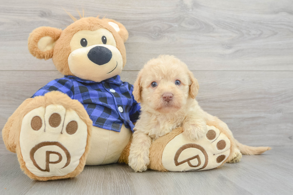 Mini Labradoodle Puppy for Adoption