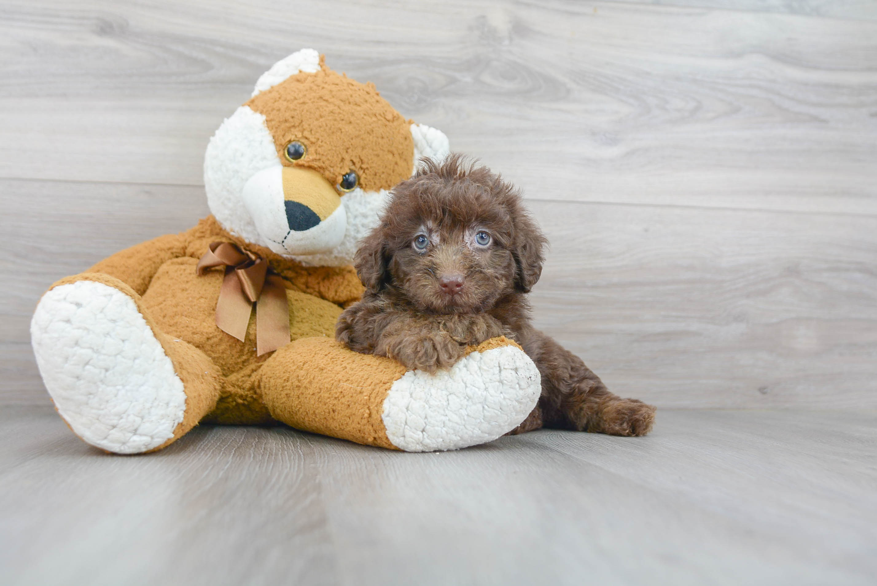 Sweet Mini Labradoodle Baby