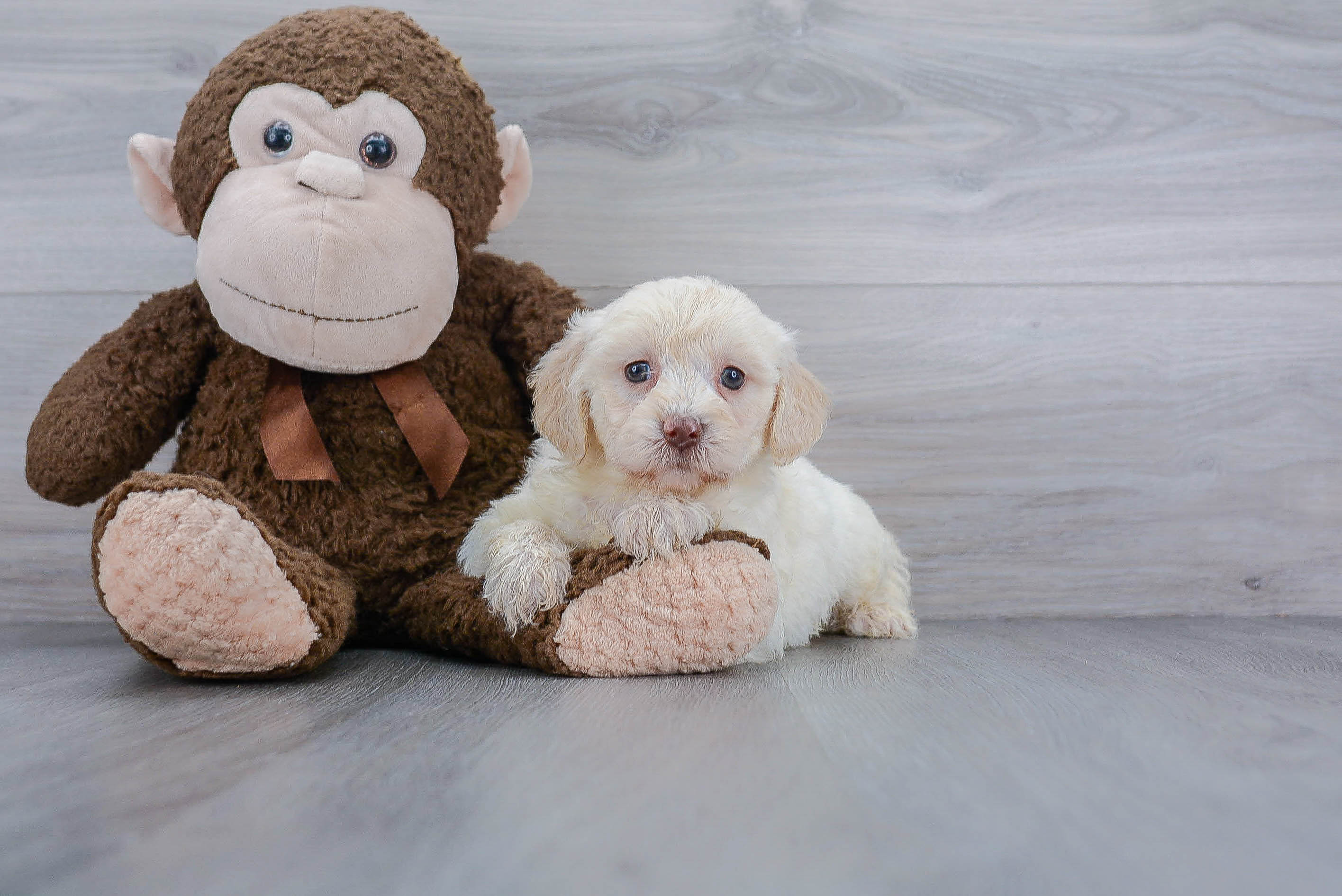 Mini Labradoodle Puppy for Adoption
