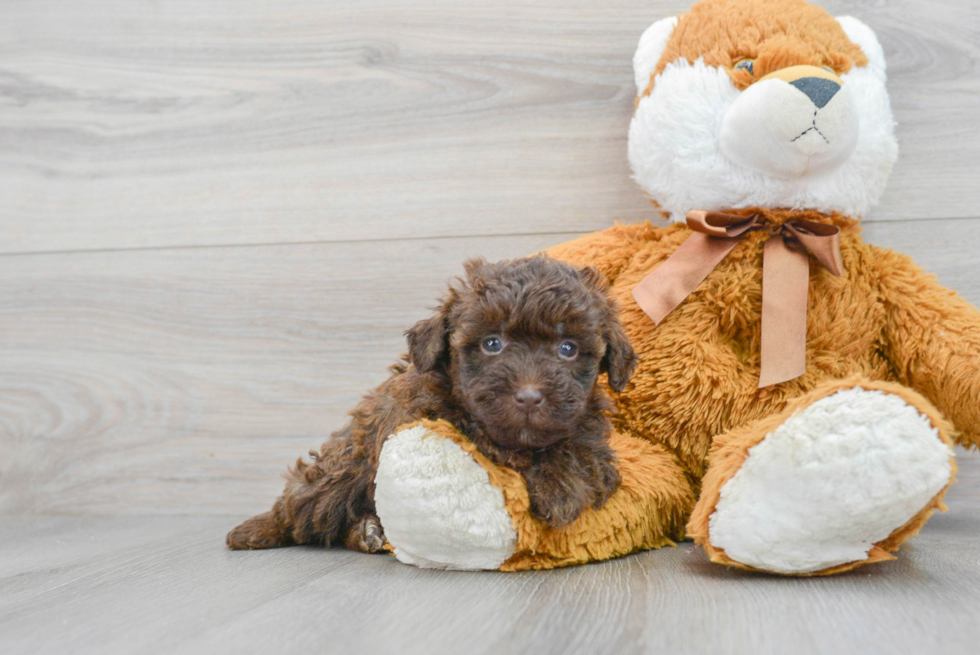 Best Mini Labradoodle Baby