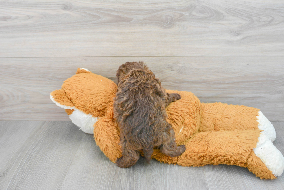 Mini Labradoodle Pup Being Cute