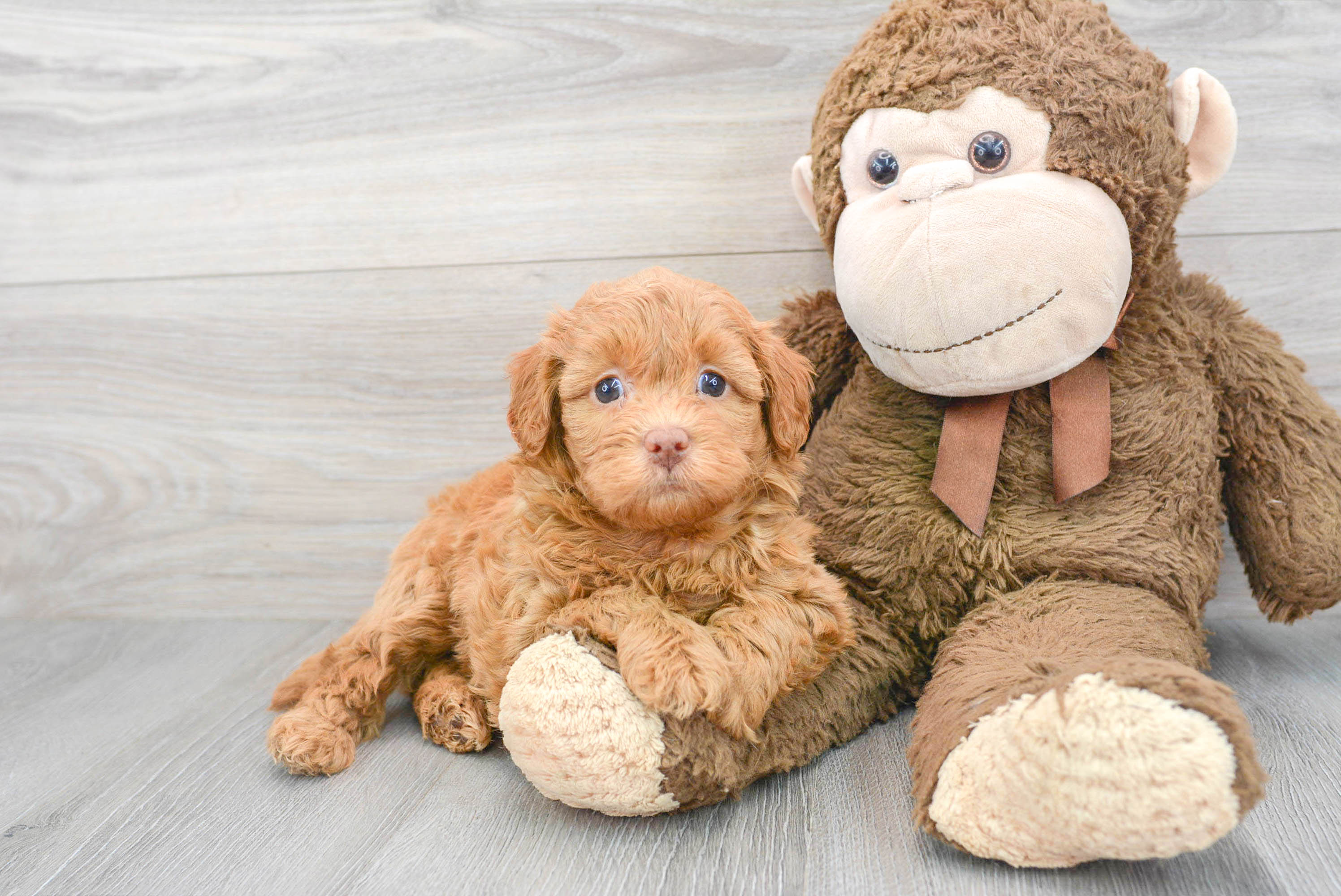 Mini Labradoodle Puppy for Adoption