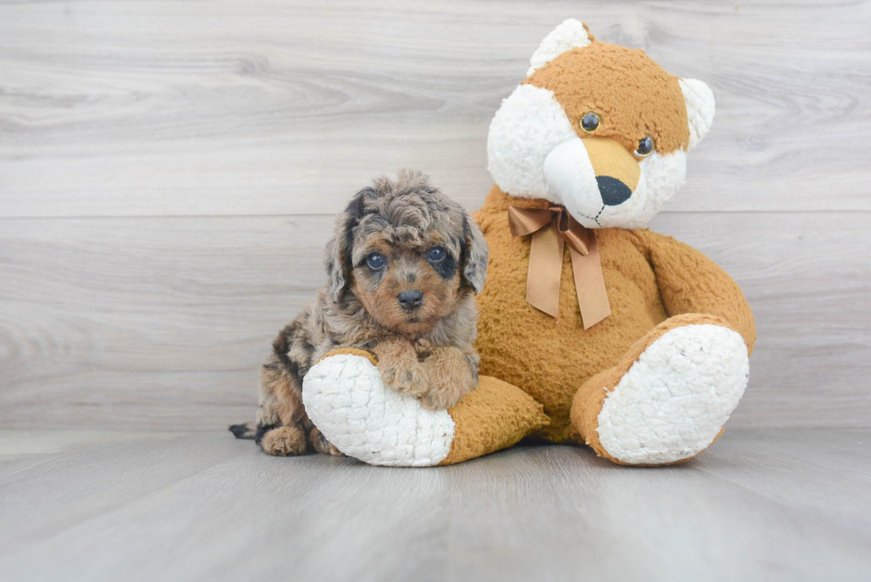 Best Mini Labradoodle Baby