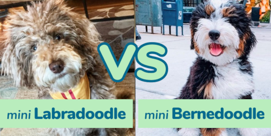 Mini Labradoodle vs Mini Bernedoodle Comparison