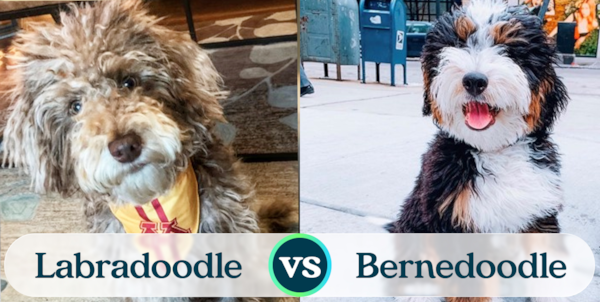 Mini Labradoodle vs Mini Bernedoodle – Premier Pups
