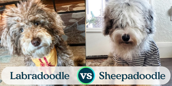 Mini Labradoodle vs Mini Sheepadoodle – Premier Pups