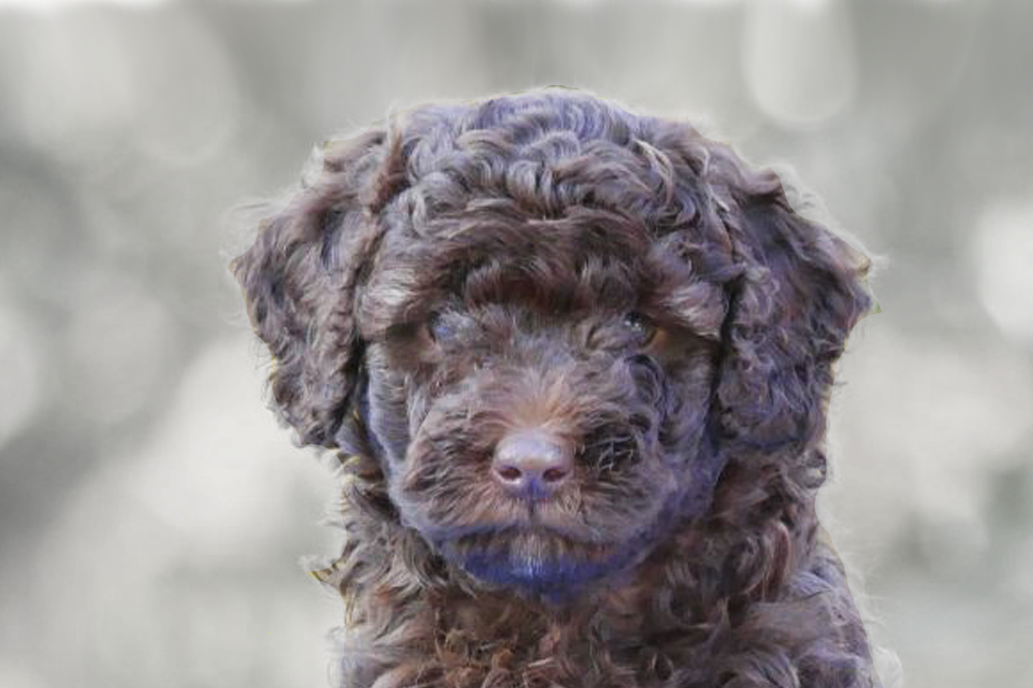 Mini Labradoodle Puppies For Sale - Premier Pups