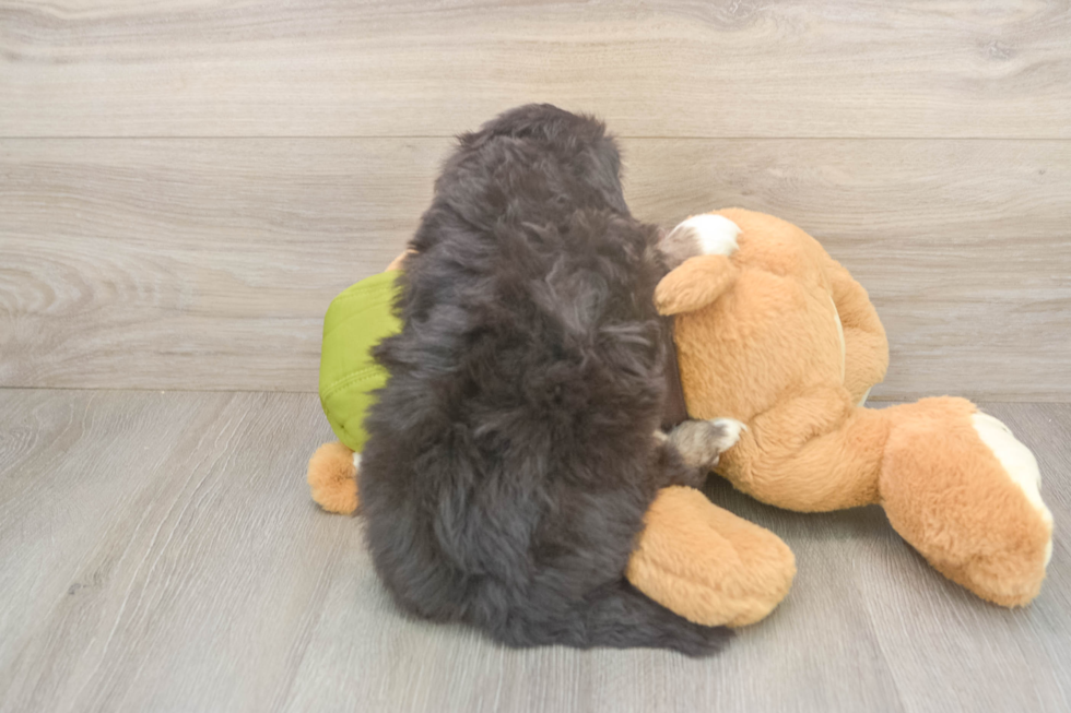 Small Mini Pomskydoodle Baby