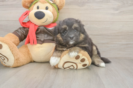 Funny Mini Pomskydoodle Poodle Mix Pup