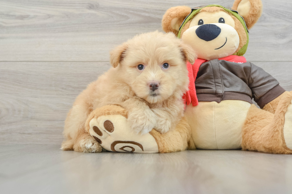 Fluffy Mini Pomskydoodle Poodle Mix Pup