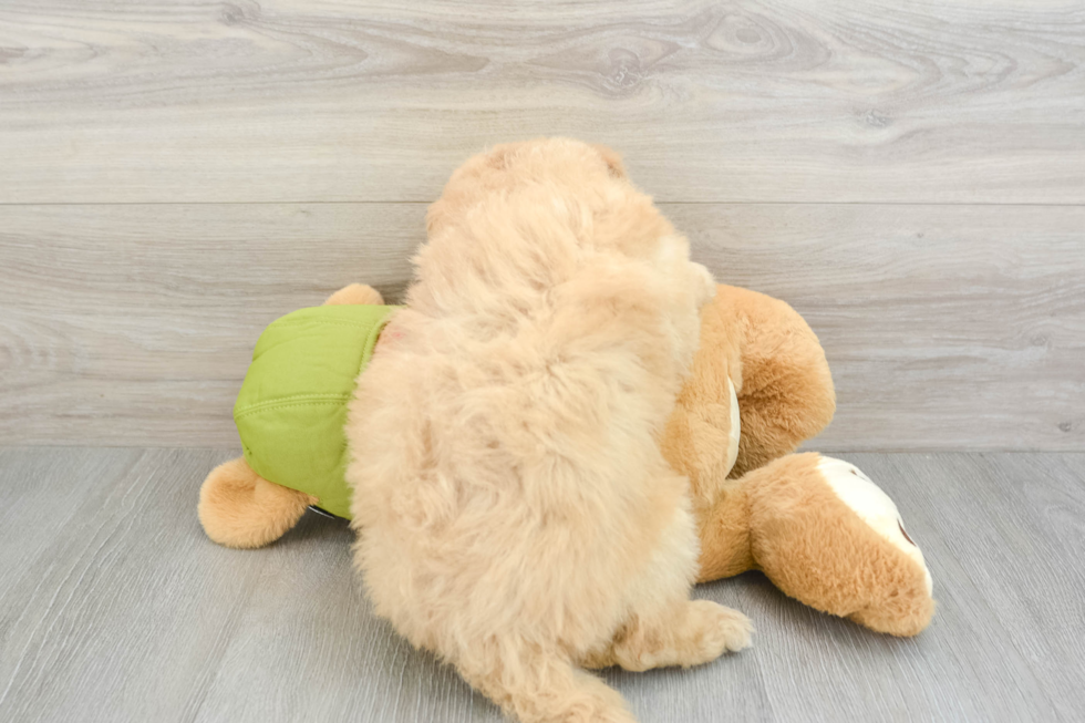 Funny Mini Pomskydoodle Poodle Mix Pup