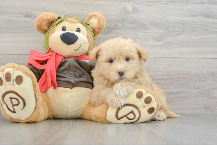 Mini Pomskydoodle Puppy for Adoption