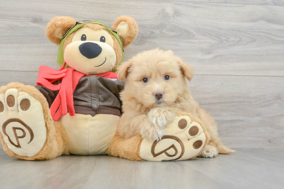 Mini Pomskydoodle Puppy for Adoption