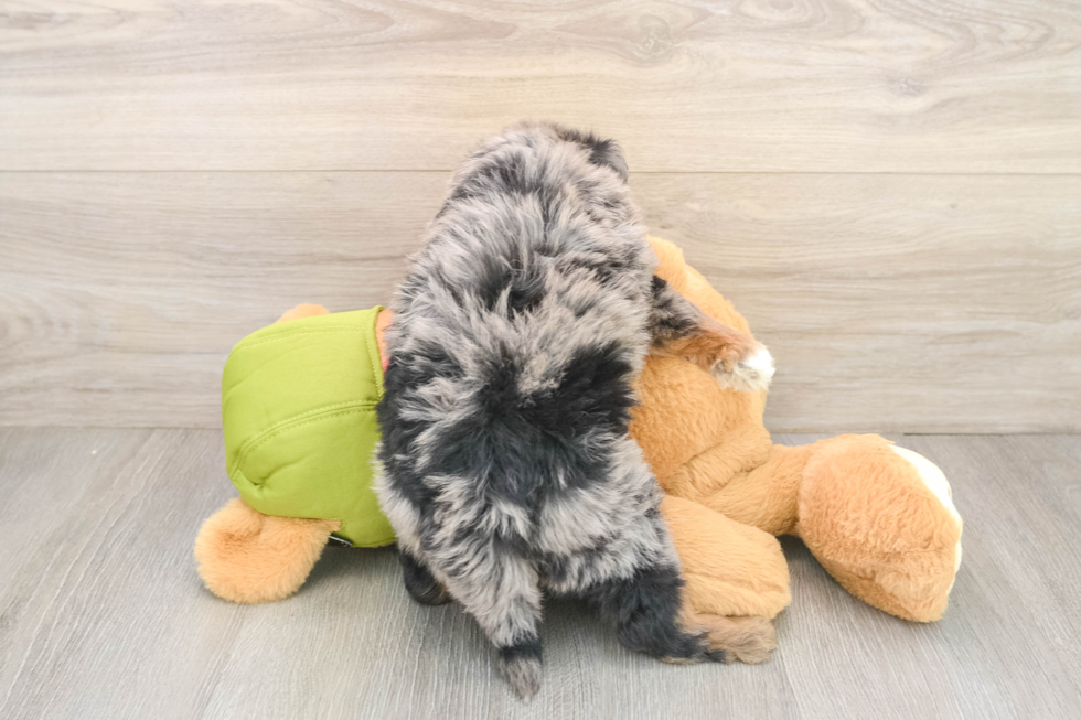 Hypoallergenic Mini Pomskydoodle Poodle Mix Puppy