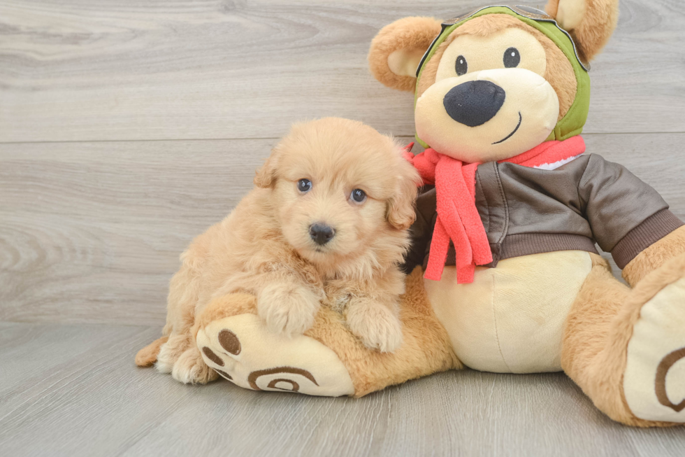 Energetic Mini Pomskydoodle Poodle Mix Puppy