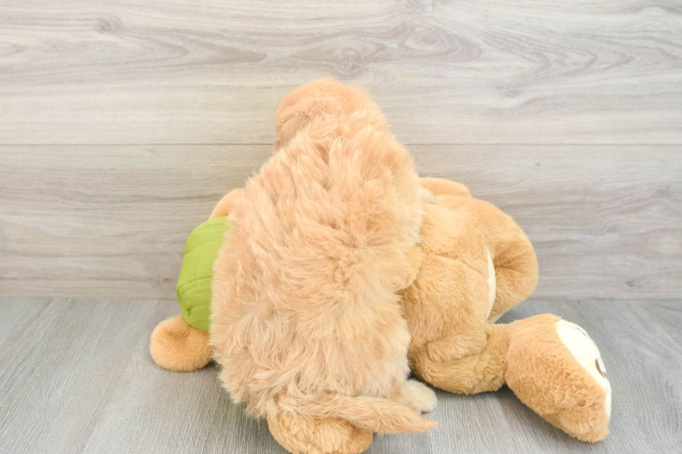 Mini Pomskydoodle Puppy for Adoption