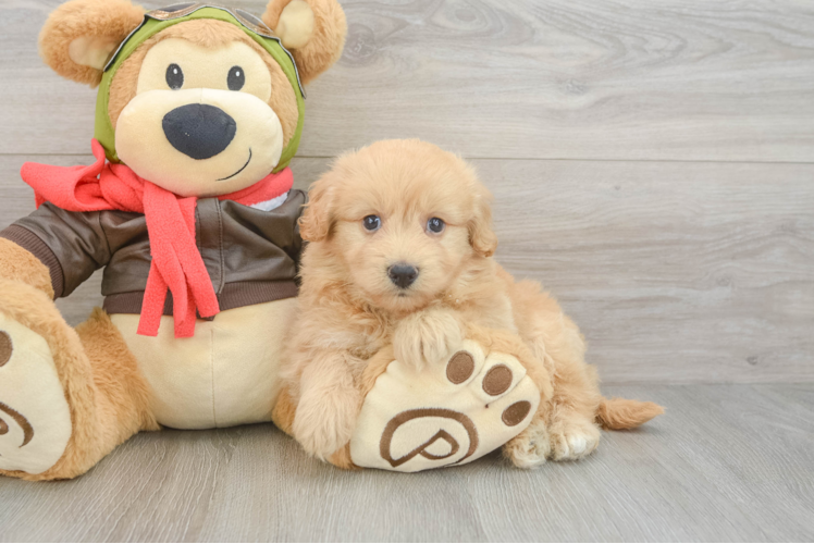 Mini Pomskydoodle Pup Being Cute