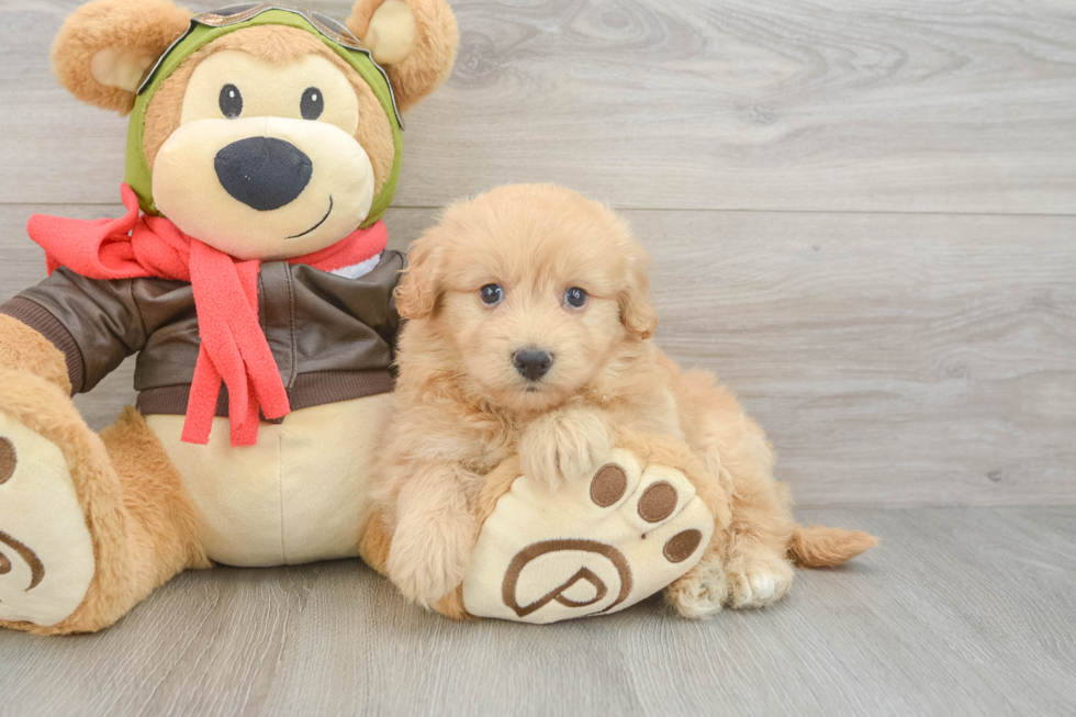 Mini Pomskydoodle Pup Being Cute