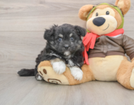 6 week old Mini Pomskydoodle Puppy For Sale - Premier Pups