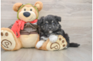Mini Pomskydoodle Puppy for Adoption