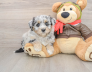 6 week old Mini Pomskydoodle Puppy For Sale - Premier Pups