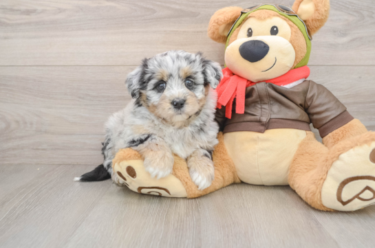 Funny Mini Pomskydoodle Poodle Mix Pup