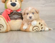 7 week old Mini Pomskydoodle Puppy For Sale - Premier Pups