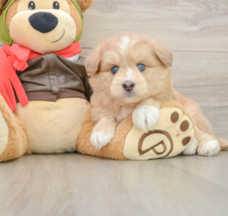 7 week old Mini Pomskydoodle Puppy For Sale - Premier Pups