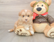 7 week old Mini Pomskydoodle Puppy For Sale - Premier Pups