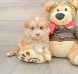 7 week old Mini Pomskydoodle Puppy For Sale - Premier Pups