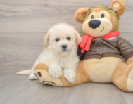 6 week old Mini Pomskydoodle Puppy For Sale - Premier Pups