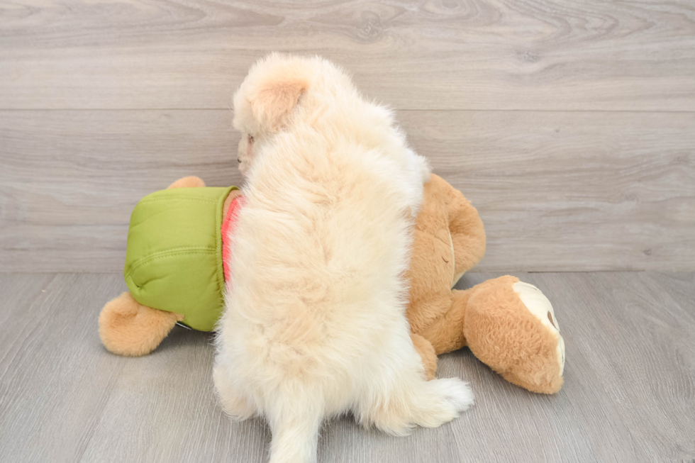 Mini Pomskydoodle Pup Being Cute