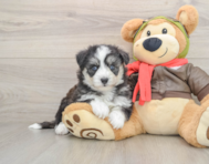 6 week old Mini Pomskydoodle Puppy For Sale - Premier Pups