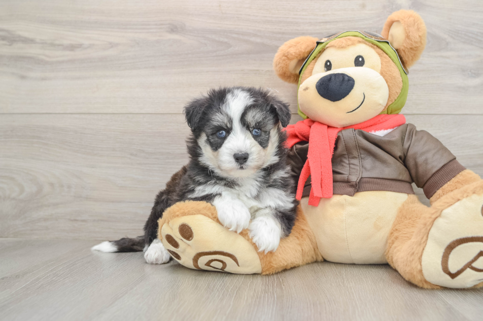 Mini Pomskydoodle Puppy for Adoption