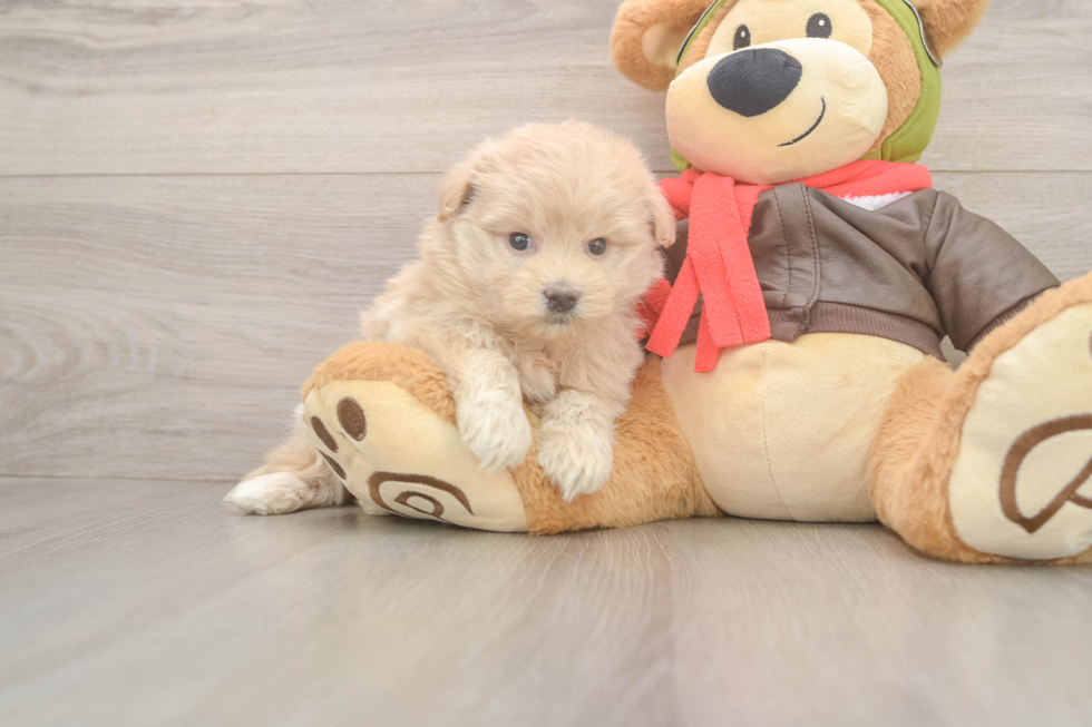 Mini Pomskydoodle Pup Being Cute