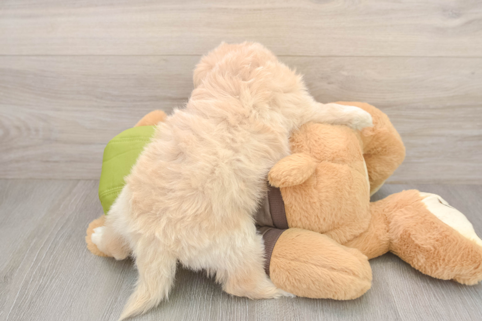 Mini Pomskydoodle Pup Being Cute