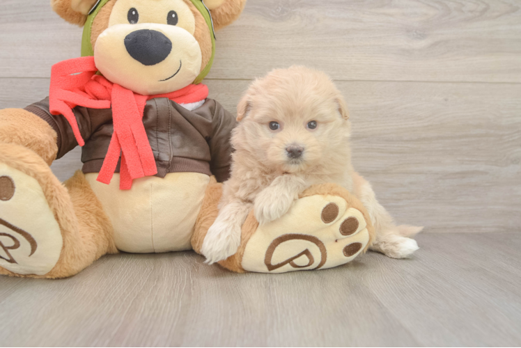 Sweet Mini Pomskydoodle Baby