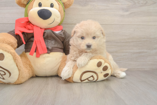 Sweet Mini Pomskydoodle Baby