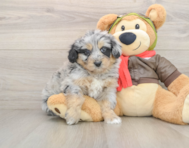 6 week old Mini Pomskydoodle Puppy For Sale - Premier Pups