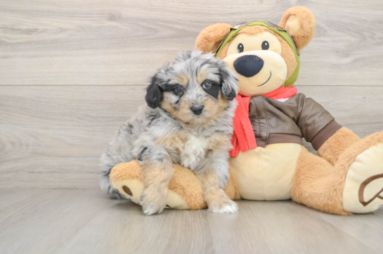 Mini Pomskydoodle Puppy for Adoption