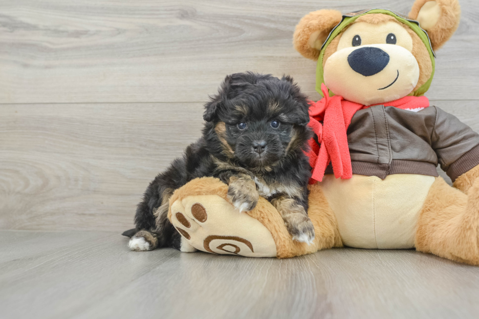 Best Mini Pomskydoodle Baby