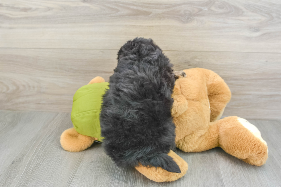 Sweet Mini Pomskydoodle Baby