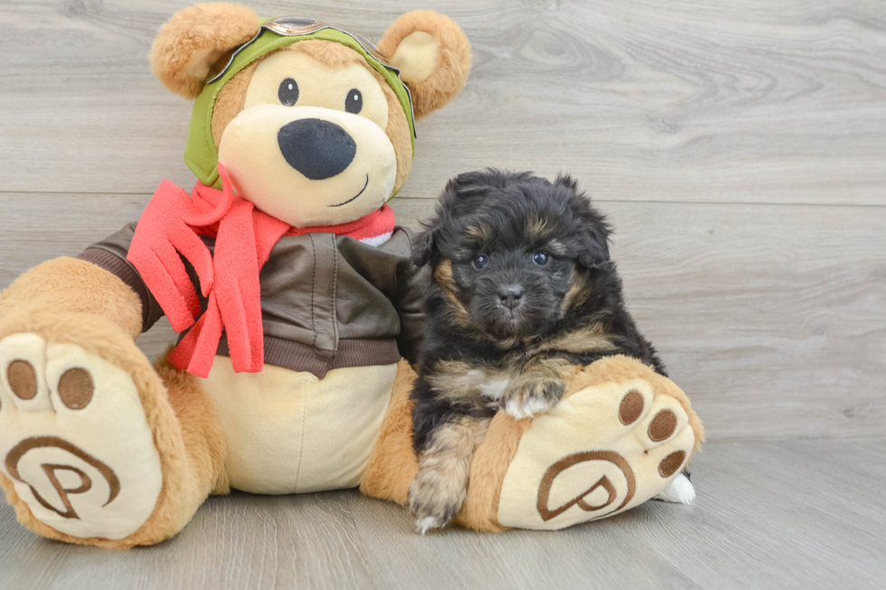 Mini Pomskydoodle Pup Being Cute