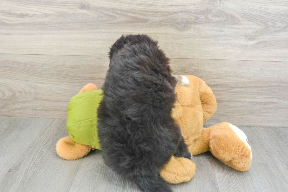 Sweet Mini Pomskydoodle Baby