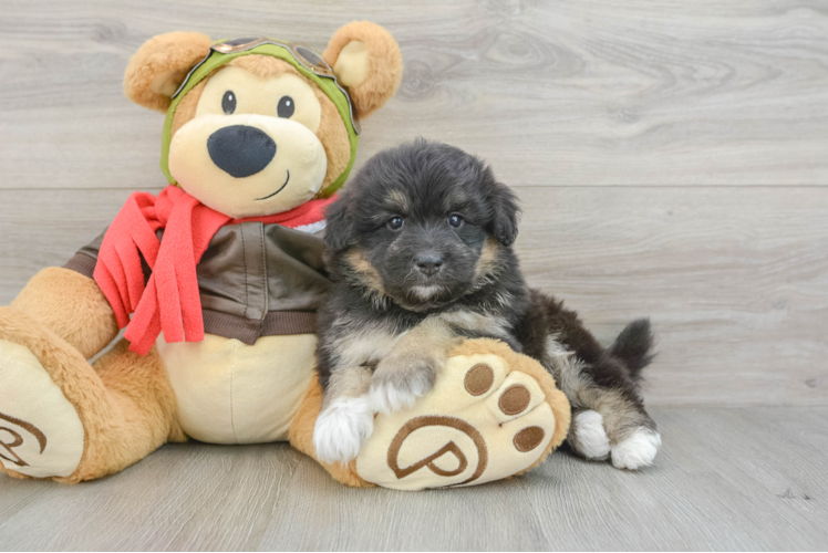 Mini Pomskydoodle Puppy for Adoption
