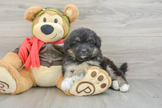 Mini Pomskydoodle Puppy for Adoption