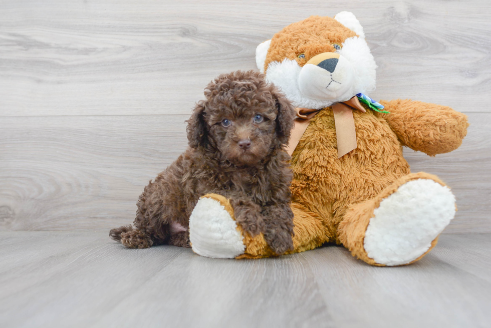 Mini Portidoodle Pup Being Cute