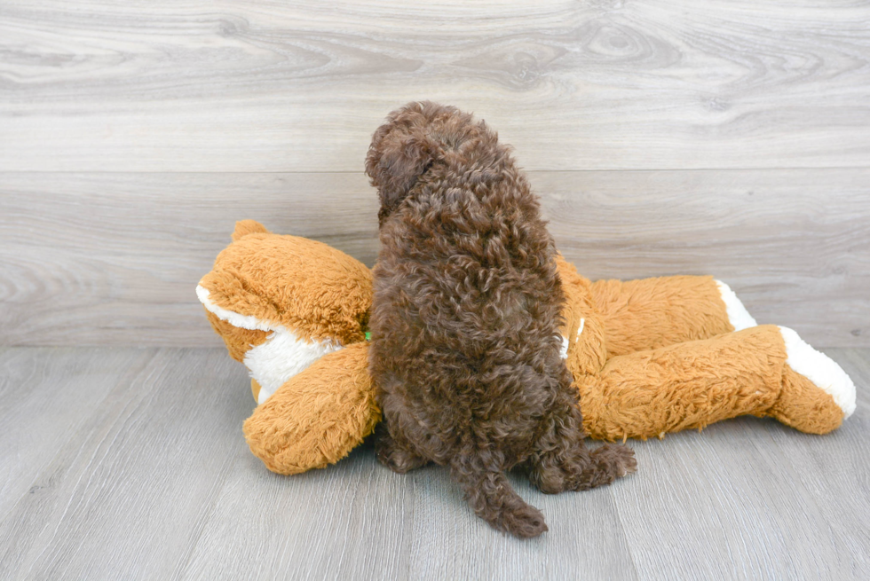 Funny Mini Portidoodle Poodle Mix Pup