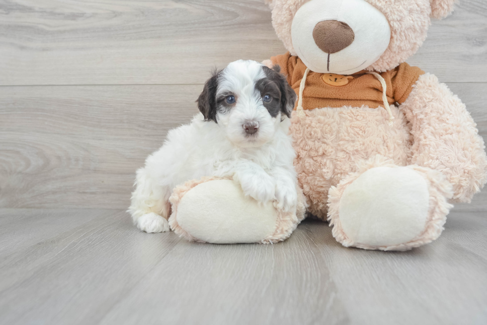 Smart Mini Portidoodle Poodle Mix Pup